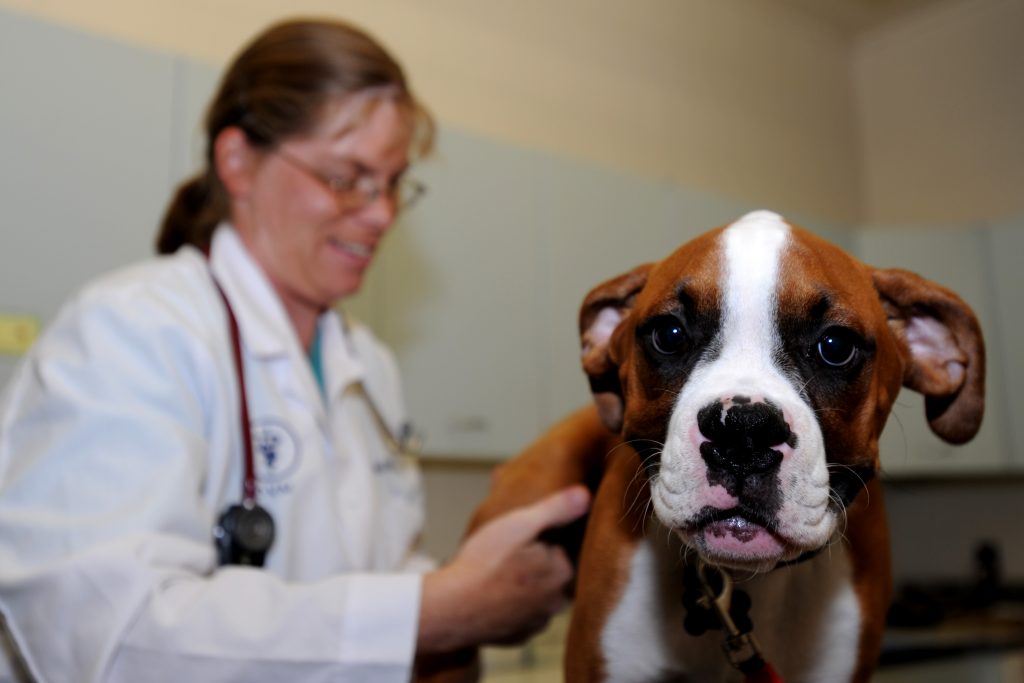 A beagle dog looking at the camera being examined by her doctor in a veterinary clinic. for arthritis